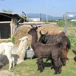 5 fermes pédagogiques autour de Mulhouse pour une sortie avec les enfants
