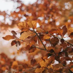 50e Salon d'art d'automne