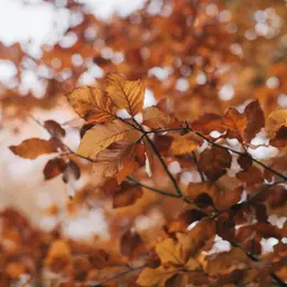 50e Salon d'art d'automne