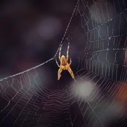 Même pas peur des araignées !