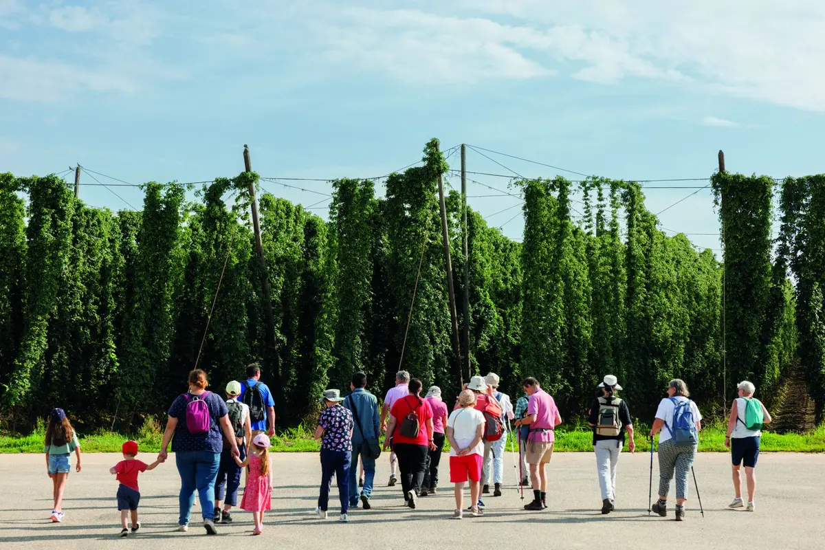Immersion matinale : sous les lianes de houblon
