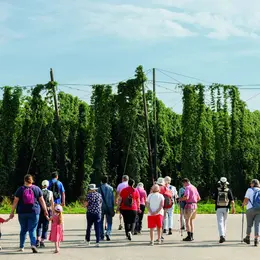 Immersion matinale : sous les lianes de houblon