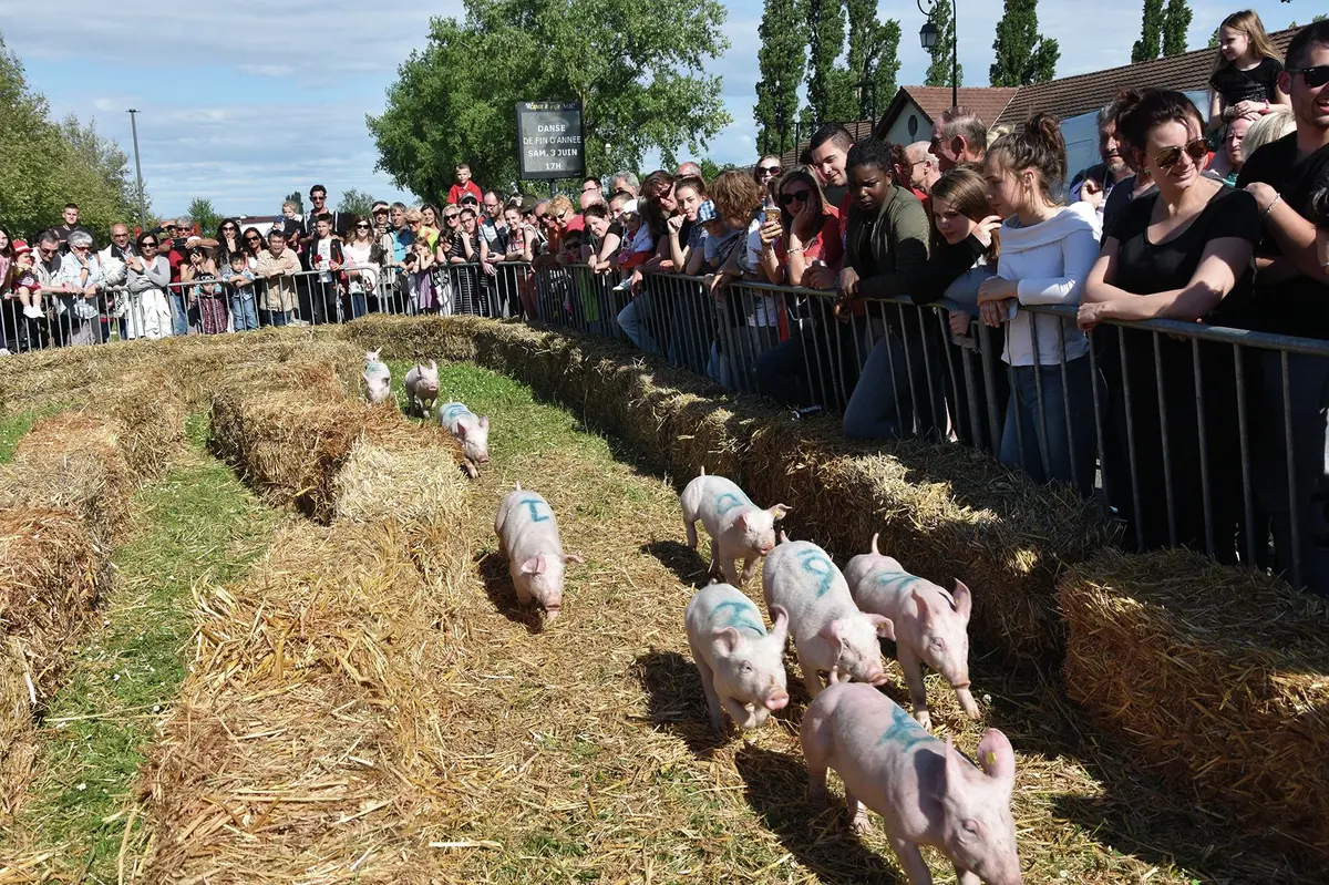La 57e édition de la traditionnelle et populaire Fête du Cochon à Ungersheim