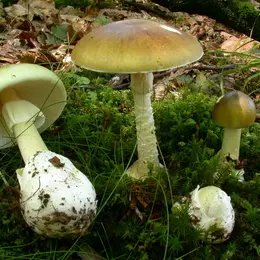 Exposition de champignons