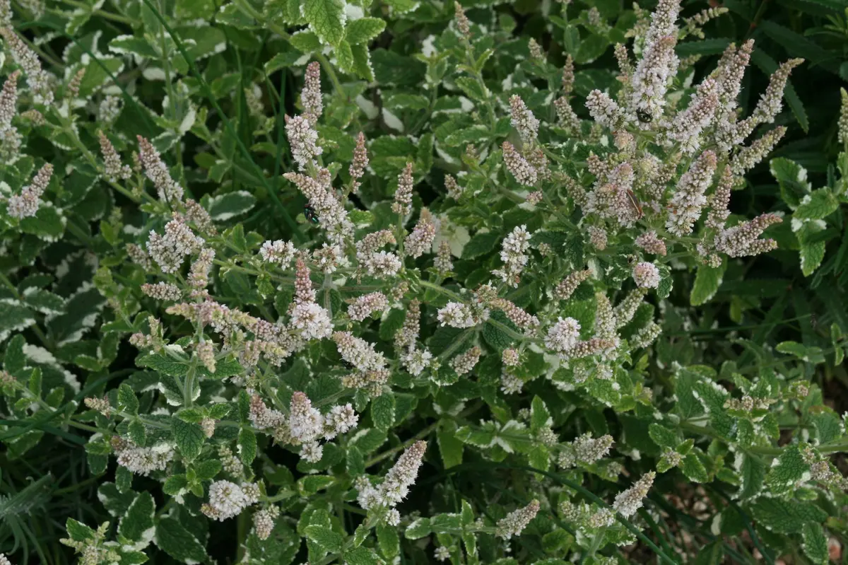 Atelier jeune public : Alchimie de la menthe