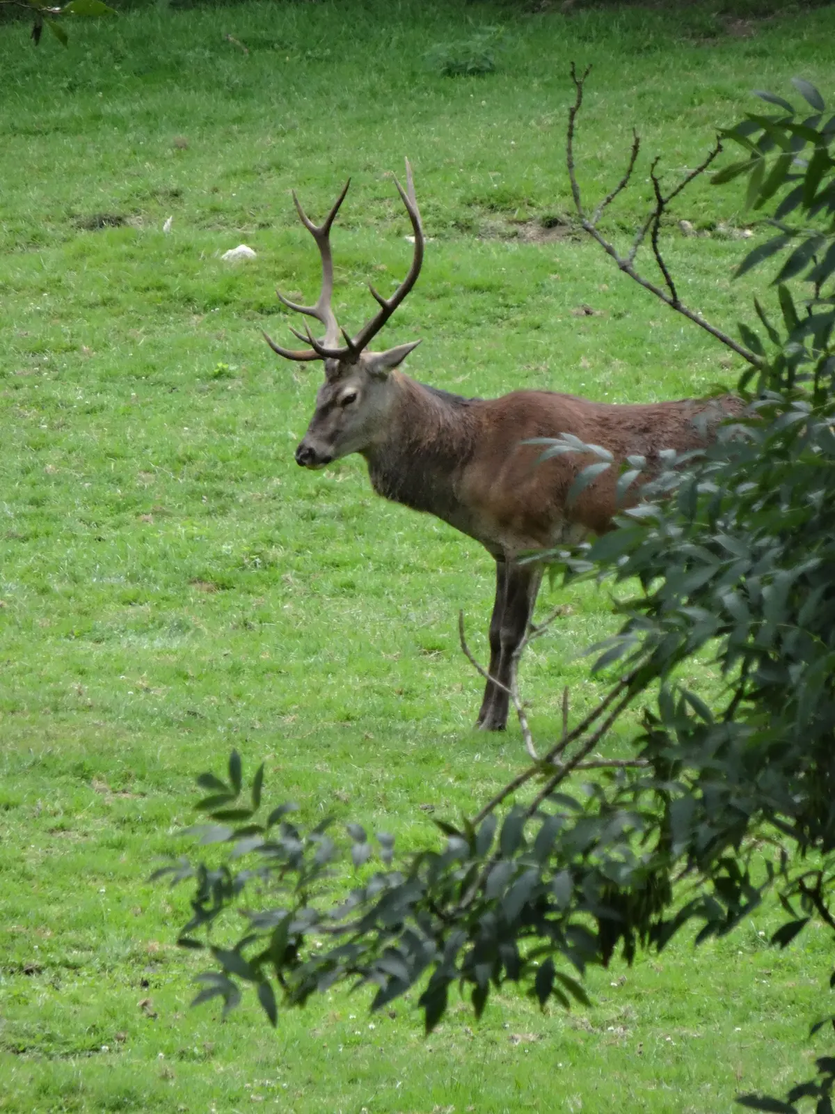 Soirées brame du cerf