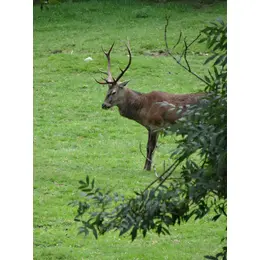 Soirées brame du cerf