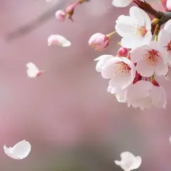 Les Ateliers Sakura