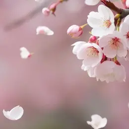 Les Ateliers Sakura
