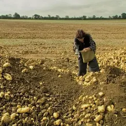 Vous avez dit culte ? Les Glaneurs et la glaneuse
