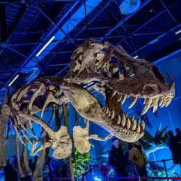 Super héros et dinosaure expo