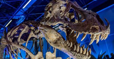 Super h&eacute;ros et dinosaure expo