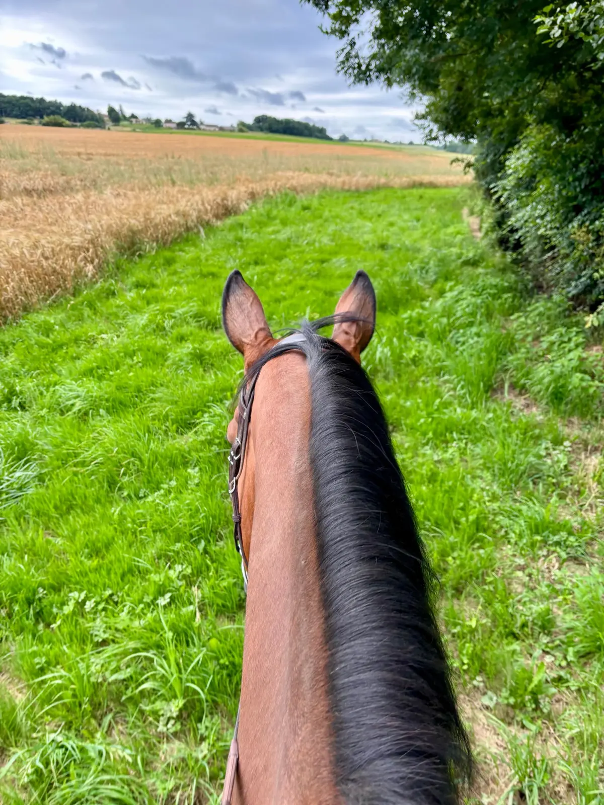 Balade à cheval ou poney