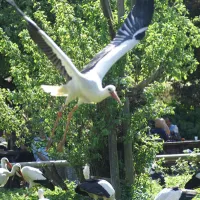 Vol de cigogne au-dessus du Parc des cigognes et des loutres en Alsace DR