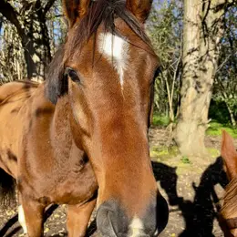 Cheval en demi-pension