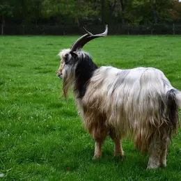Le concours national de la chèvre des Fossés