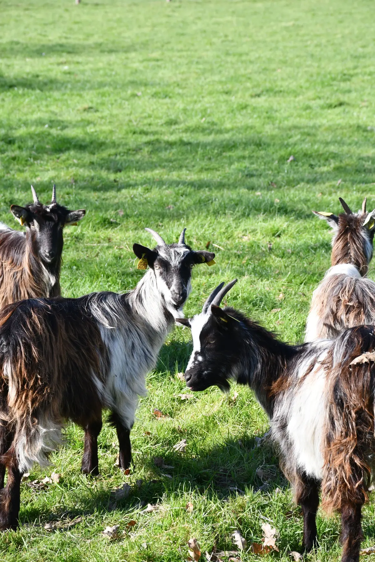 Le concours national de la chèvre des Fossés