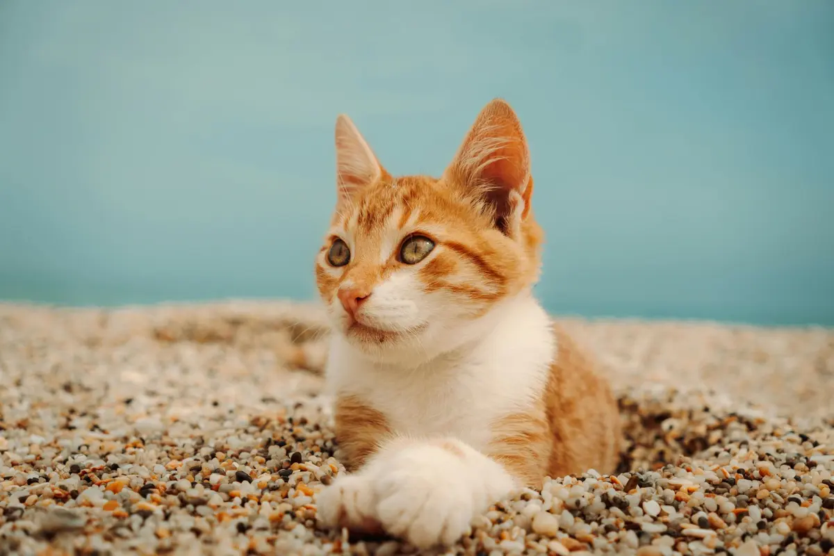 75 % des propriétaires français prêts à annuler leurs vacances pour leur animal : ce que révèle une grande étude sur nos habitudes de voyage avec nos compagnons