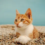 75 % des propriétaires français prêts à annuler leurs vacances pour leur animal : ce que révèle une grande étude sur nos habitudes de voyage avec nos compagnons