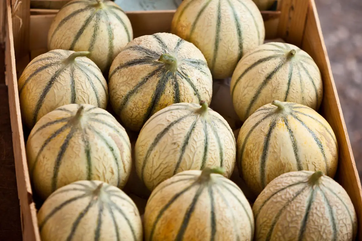Vente de melons de l'association Les Amis de Lectoure