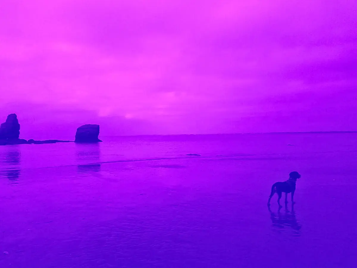 Les chiens ne ressentent pas la honte