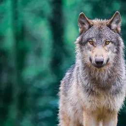 7ème rencontre du réseau Loup