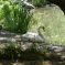 Des cygnes se sont installés en toute quiétude au Parc animalier des cigognes et des loutres à Hunawihr &copy; test de source