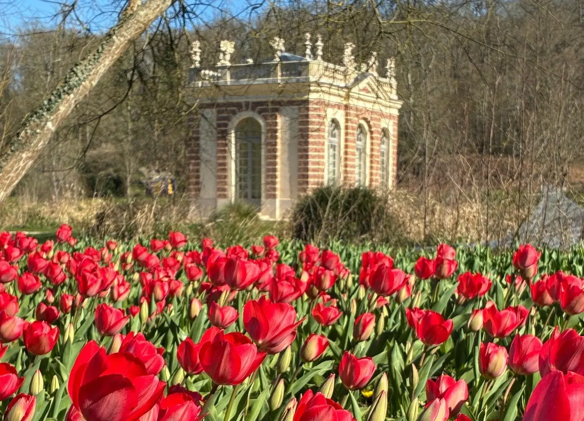 80 000 tulipes en fleurs au Domaine de Dampierre : une explosion de couleurs et de festivités