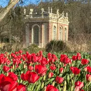 80 000 tulipes en fleurs au Domaine de Dampierre : une explosion de couleurs et de festivités