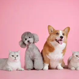 80 % des jeunes Français considèrent leur animal comme un enfant : l'enquête qui révèle une parentalité animale en plein essor dans les foyers