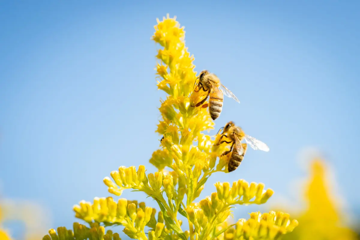 MUSÉE INSOLITE : Secrets d’apiculteur, le maître des abeilles