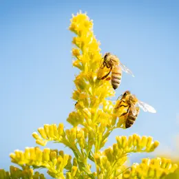 MUSÉE INSOLITE : Secrets d’apiculteur, le maître des abeilles