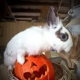 Halloween à la ferme