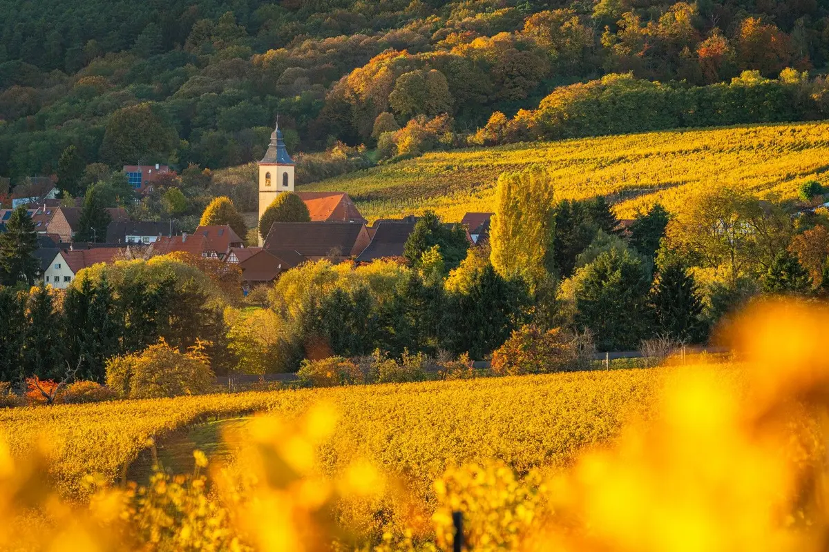 Vignobles en Scène Alsace : Jeu de piste dans le vignoble