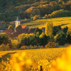 Vignobles en Scène Alsace : Jeu de piste dans le vignoble