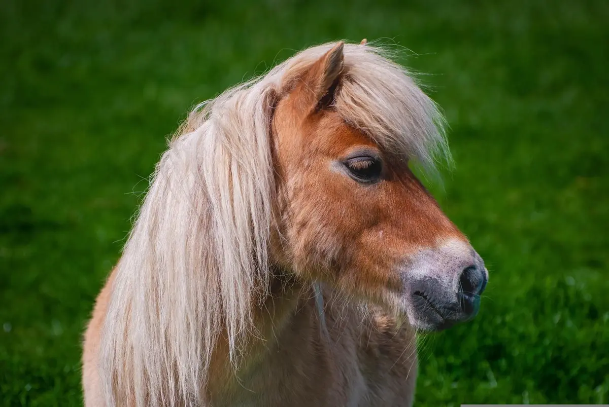 Balades en poney accompagnée