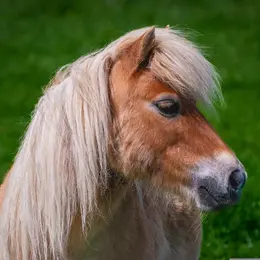 Balades en poney accompagnée