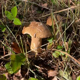 Déjeuner Cèpes & Retour de chasse