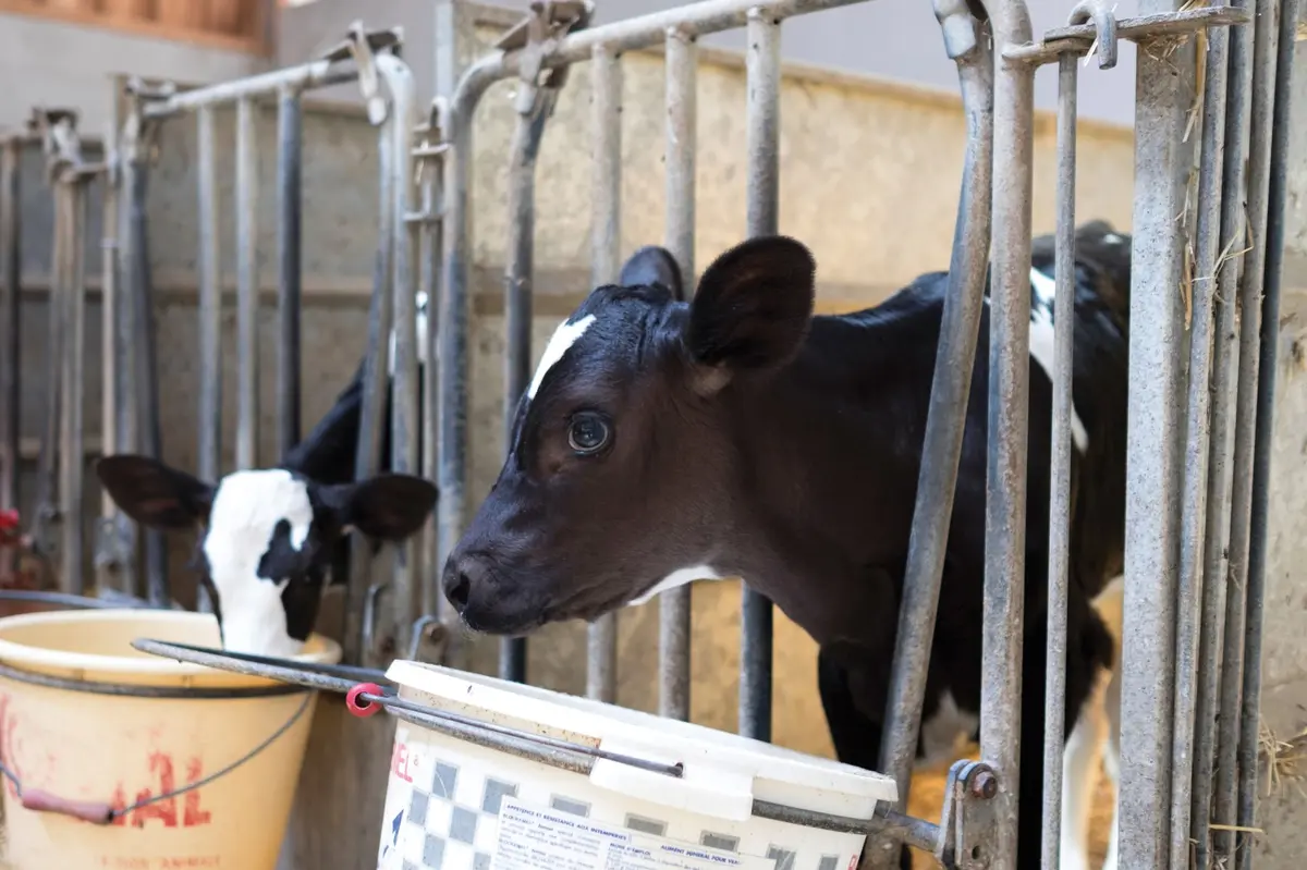 Ferme Saint Ulrich : du réveil des vaches au petit-déjeuner