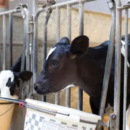 Ferme Saint Ulrich : du réveil des vaches au petit-déjeuner