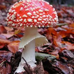 Exposition de champignons et plantes à baies - ANNULEE