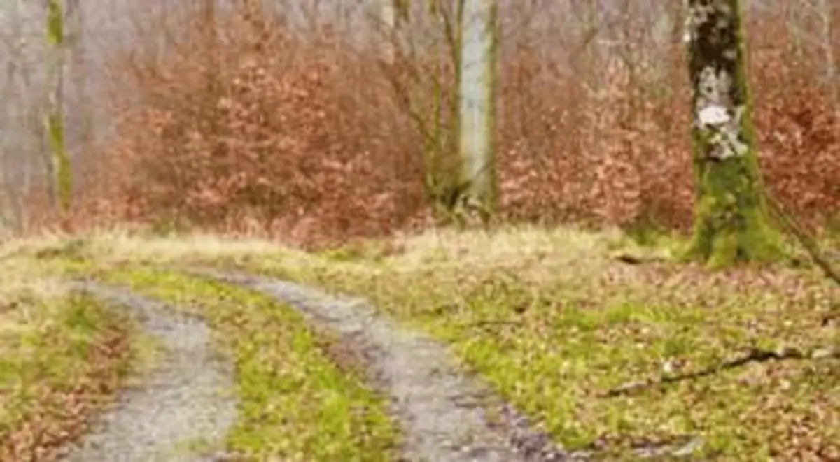 Journées du Patrimoine : Randonnée : Histoire de la forêt de Bonnefontaine