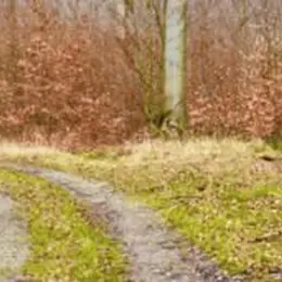 Journées du Patrimoine : Randonnée : Histoire de la forêt de Bonnefontaine