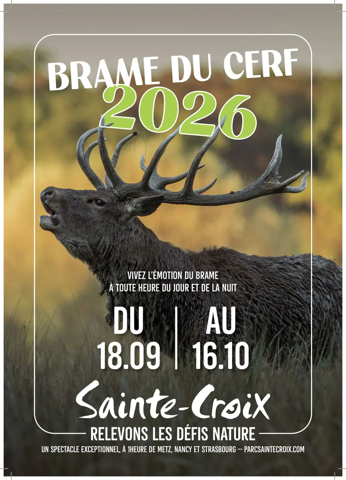 Le Brame du cerf au Parc Animalier de Sainte-Croix