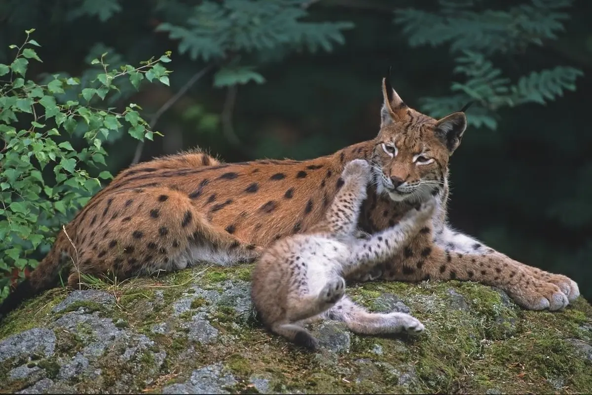 Ciné-conférence - Le retour fragile du Lynx.