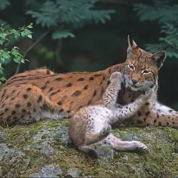 Ciné-conférence - Le retour fragile du Lynx.