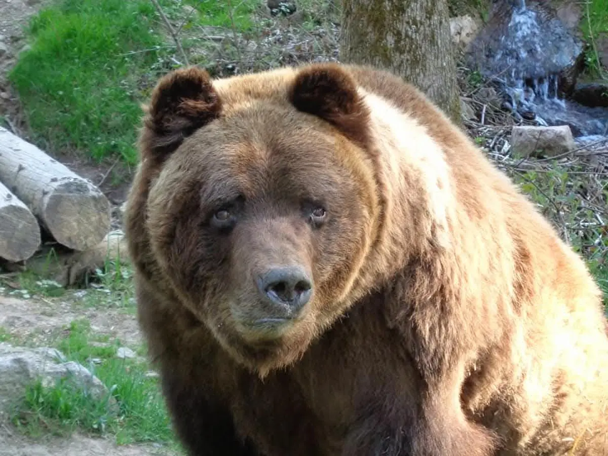 Conférence : Nés au zoo... et après ? 