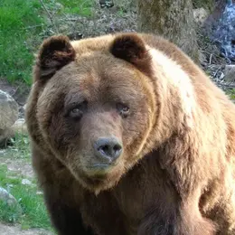 Conférence : Nés au zoo... et après ? 