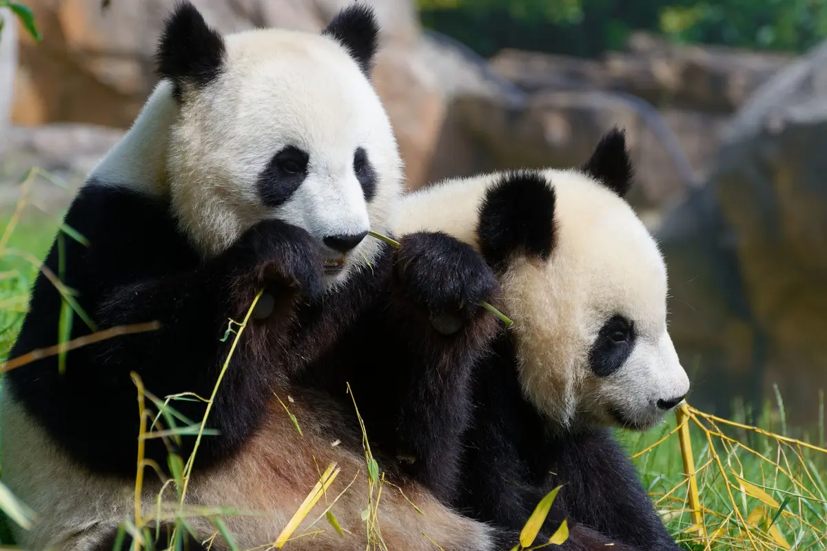 À Beauval, les jumelles pandas ont fêté leurs 5 ans avant leur départ pour la Chine