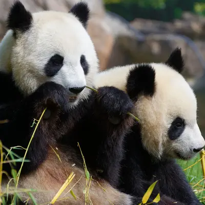 À Beauval, les jumelles pandas ont fêté leurs 5 ans avant leur départ pour la Chine